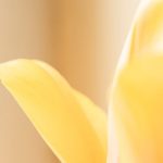 Zoom on a yellow tulip